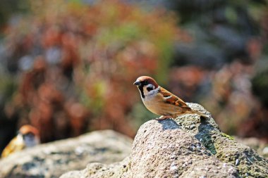 Kışın sıcak güneşli taşlar üzerinde duran serçeler
