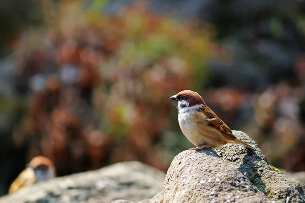 Kışın sıcak güneşli taşlar üzerinde duran serçeler