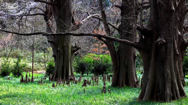 Misterioso Bosque Cipreses Donde Brota Raíz Del Árbol —  Fotos de Stock