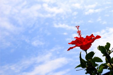 Mavi gökyüzüne çiçeklenme ebegümeci