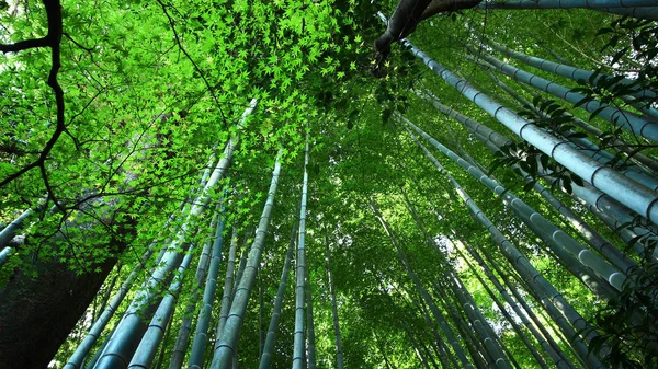 Parlak Yeşil Parlak Bambu Grove Toplayan — Stok fotoğraf