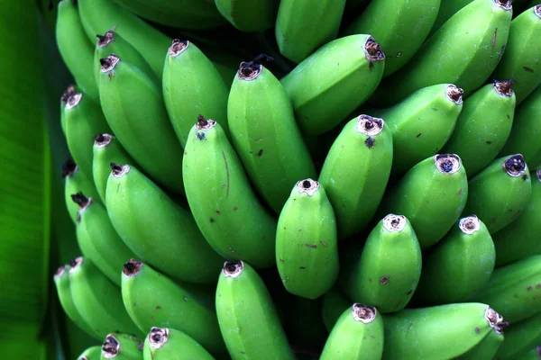 Viele Fruchtbare Grüne Bananen — Stockfoto