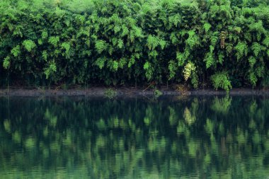 Su yüzeyinde yansıyan waterside üzerinde zengin bitki örtüsü ile bir manzara