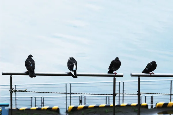 Vier Tauben Zaun Ufer Aufgereiht — Stockfoto