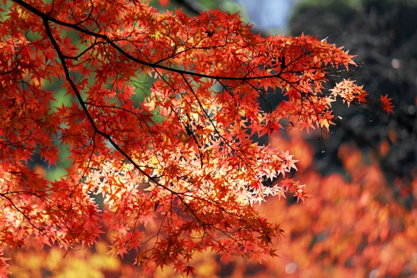 Tekstura Jesiennych Liści — Zdjęcie stockowe