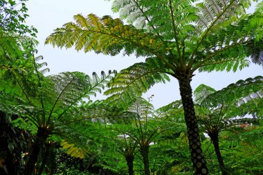 Cyathea lepifera ağacı orman
