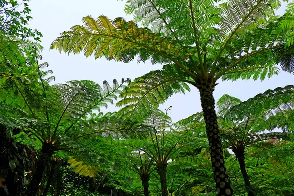 Cyathea lepifera ağacı orman