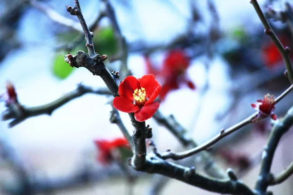 Vackra Blommande Plommonträd Blomma — Stockfoto