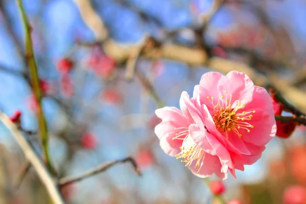 美しく咲く梅の花 — ストック写真