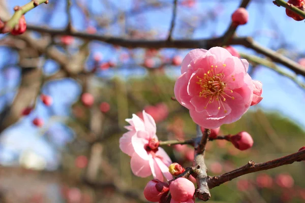 美しく咲く梅の花 — ストック写真