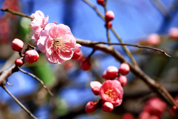 Vackra Blommande Plommonträd Blomma — Stockfoto