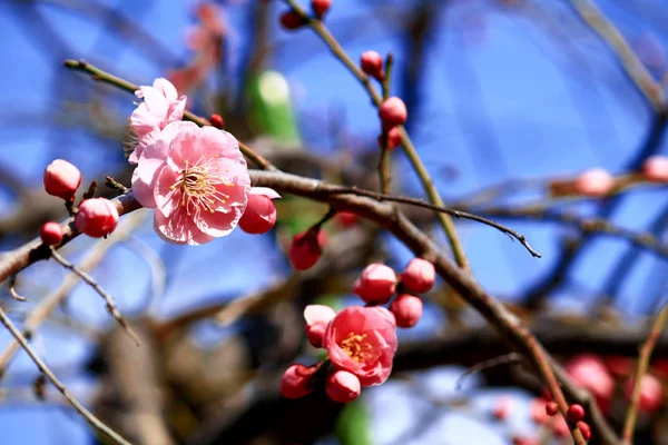 Mooie Bloeiende Pruimenboom Bloem — Stockfoto