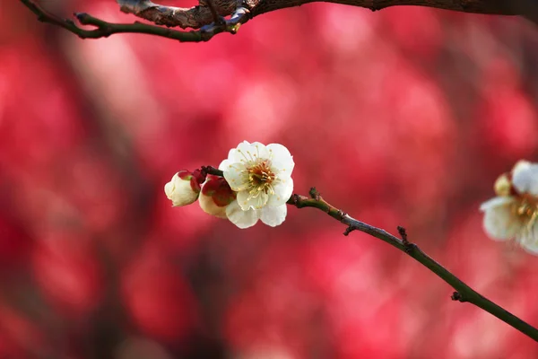 Mooie Bloeiende Pruimenboom Bloem — Stockfoto