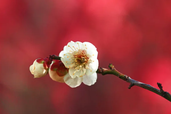 Mooie Bloeiende Pruimenboom Bloem — Stockfoto