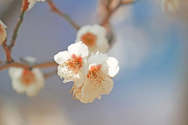 Mooie Bloeiende Pruimenboom Bloem — Stockfoto