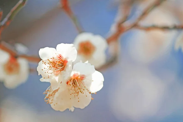 美しく咲く梅の花 — ストック写真