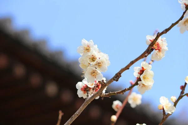 美しく咲く梅の花 — ストック写真