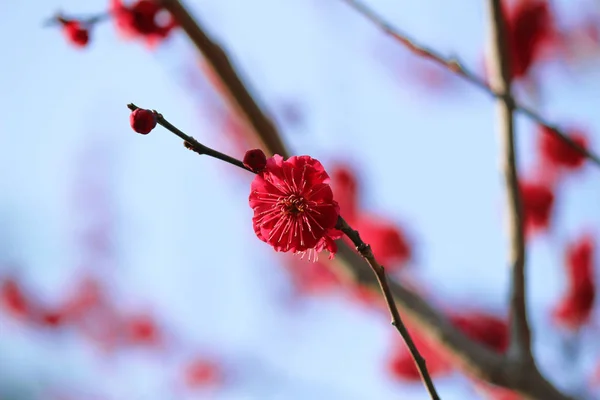 美しく咲く梅の花 — ストック写真