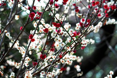 Güzel çiçek açan erik ağacı çiçek