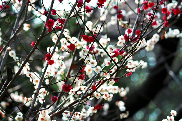 美しく咲く梅の花 — ストック写真