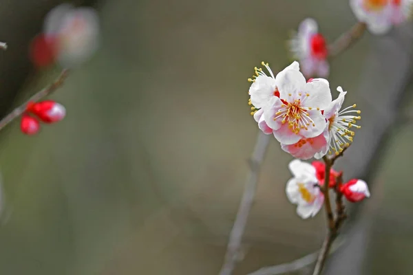 Mooie Bloeiende Pruimenboom Bloem — Stockfoto