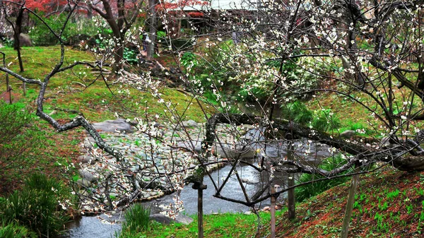 美しく咲く梅の花 — ストック写真