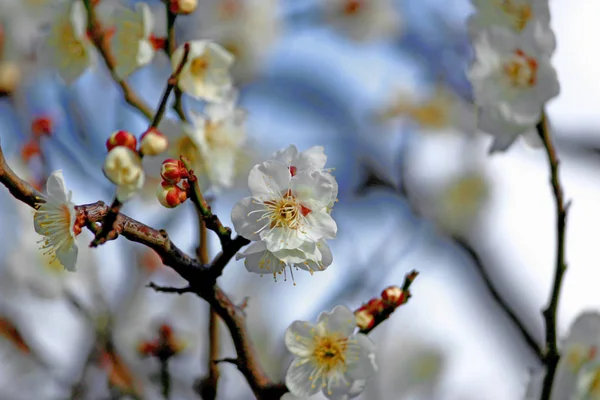 Japanese plum blossoms in early spring