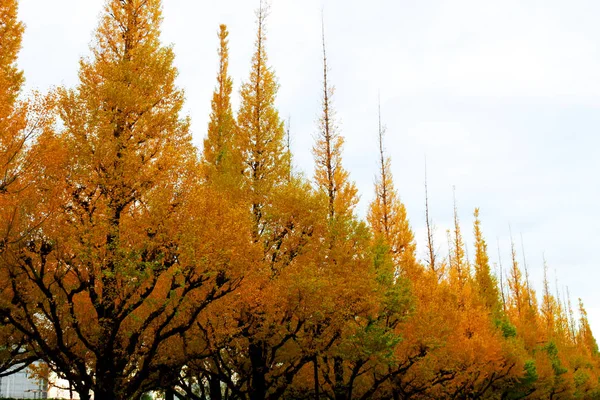 Гинкго Дерево Выложенное Городе Заката — стоковое фото