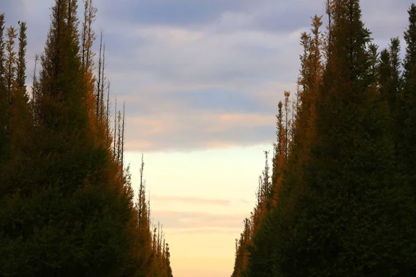 Ginkgo Albero Fiancheggiato Nella Città Del Tramonto — Foto Stock