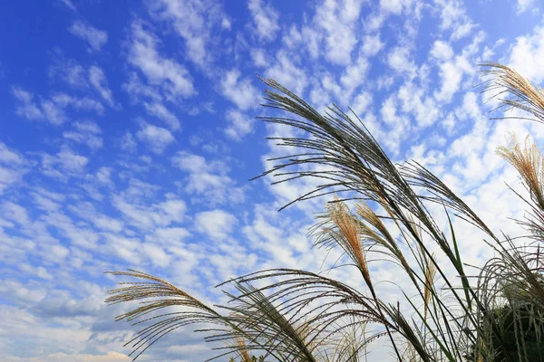 Autumn Sky Spreading Cirro Cumulus Spike Miscanthus Sinensis — Stock Photo, Image