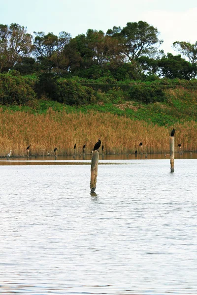 Bird Standing Wooden Pile — Stock Photo, Image