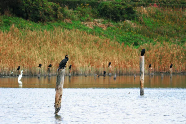 Een Vogel Die Een Houten Paal — Stockfoto