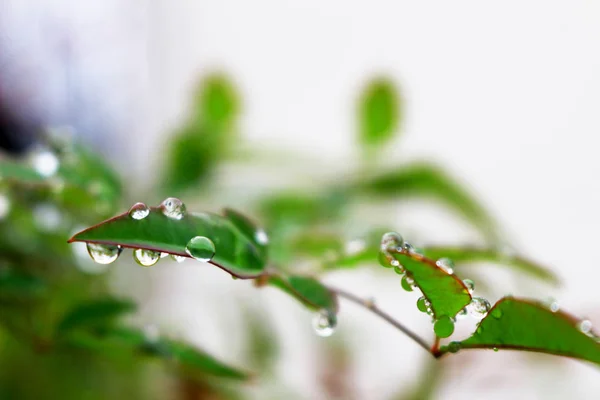 Water Drops are left on the leaves, the scenery after the rain stopped