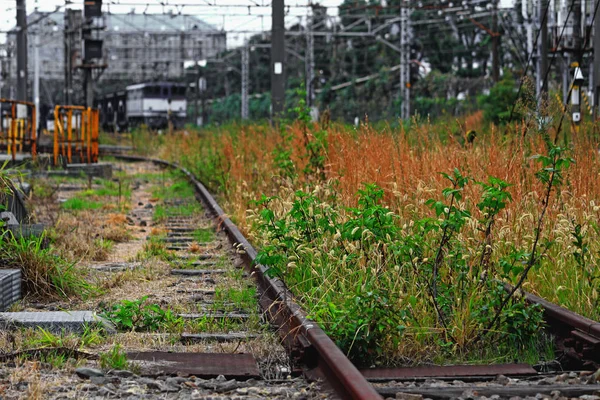 Bloem Groeit Ongebruikte Spoorlijn Van Vracht Yard — Stockfoto