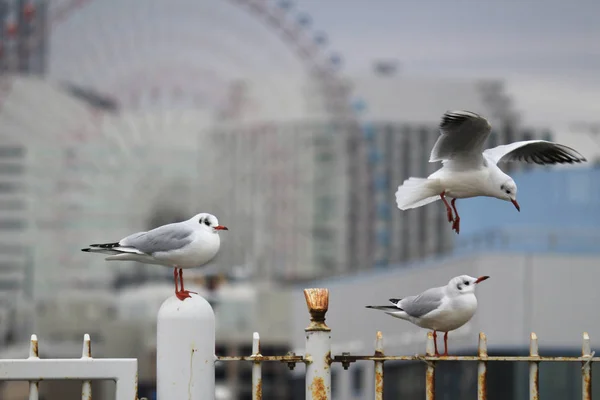 Möwen Hafen — Stockfoto