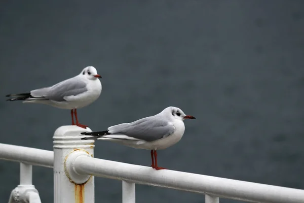 Gaviotas Puerto — Foto de Stock