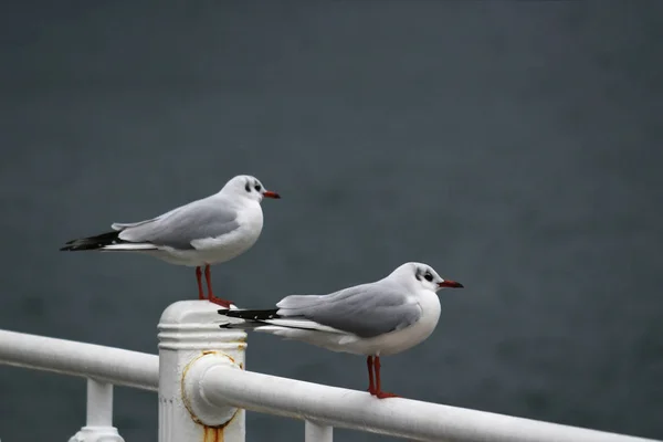 Möwen Hafen — Stockfoto