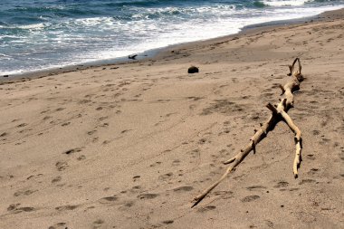 Sahilde ölü odun koydu