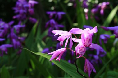 Mor renk sümbül orkide