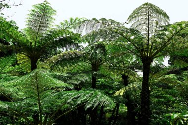 Cyathea lepifera ağacı orman