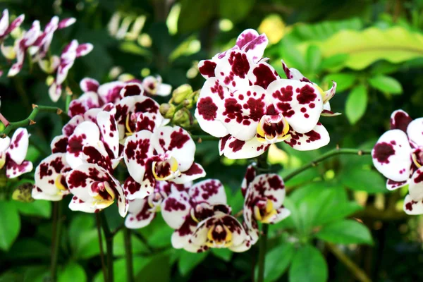 Phalaenopsis Orchidea Egy Foltos Minta Fehér Lila — Stock Fotó