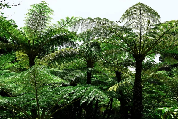 Cyathea lepifera ağacı orman