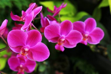 Pembe renk Phalaenopsis orkide