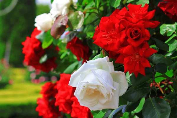 Paisaje Estacional Donde Florecen Las Rosas — Foto de Stock
