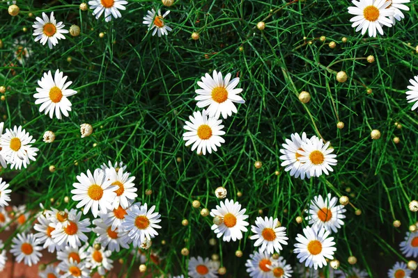 Margaret blooming at the roadside of spring