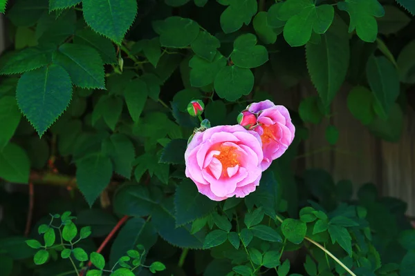 Sezónní Scenérie Kde Růže Jsou Plném Květu — Stock fotografie