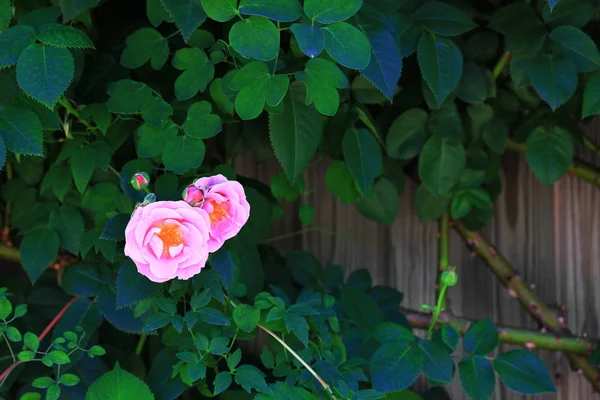 Sezónní Scenérie Kde Růže Jsou Plném Květu — Stock fotografie