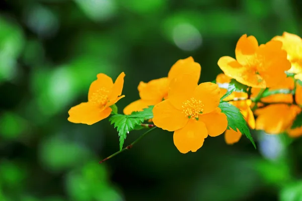 Japonský Zákula Japonská Květina Kvetoucí Zahradě Jaře — Stock fotografie