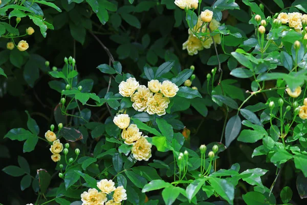 Seasonal Scenery Roses Bloom — Stock Photo, Image