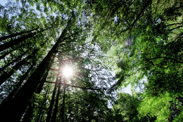 Forêt Profonde Paysage Ensoleillé — Photo